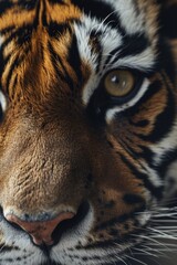 Poster - A detailed close-up view of a tiger's face. Perfect for animal lovers and wildlife enthusiasts.