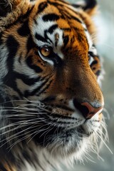 Poster - A close-up view of a tiger's face with a blurred background. This image can be used to depict the fierce beauty and intensity of the tiger. Ideal for wildlife enthusiasts and animal lovers