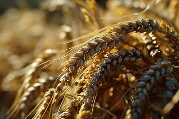 Poster - A close up of a bunch of wheat in a field. Perfect for agricultural or natural themes