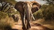 African elephant walking