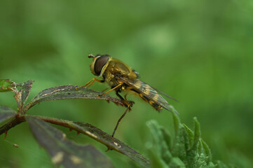 closeup on a syrphus hoverfly, isolated sitting on a a green leaf against a blurred background in th