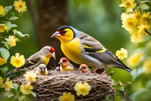 Songbird Male Finch Feeds Its Hungry Chicks In A Nest In A Spring Blooming Garden
