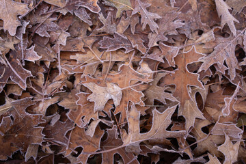 Wall Mural - Assortment of leaves covered in frost during early fall morning