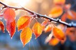 a branch with orange leaves and frost on it