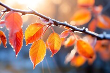 A Branch With Orange Leaves And Frost On It