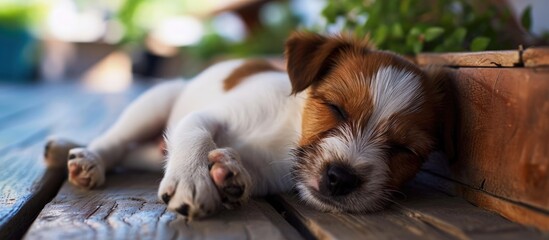 Poster - Little puppy jack russell terrier sleeping at home Cut small dog lying in bed. Creative Banner. Copyspace image