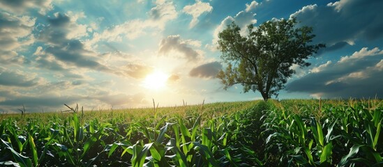 Poster - Corn field in clear day corn tree with blue cloudy Sky. Creative Banner. Copyspace image