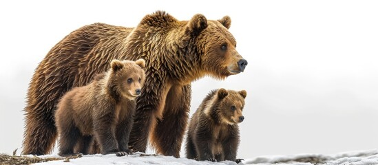 brown bear cubs standing and her mom close. creative banner. copyspace image