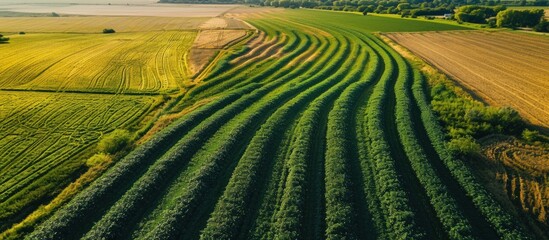 An aerial view of farmland planted in alfalfa and irrigated with a center pivot irrigation system. Creative Banner. Copyspace image