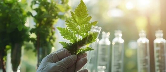 Wall Mural - close up of scientist hand holding tube with leaf. creative banner. copyspace image