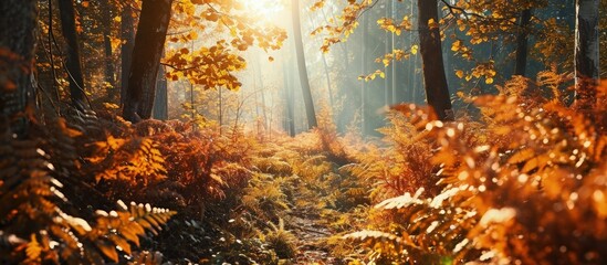 Aufkleber - Beautiful morning in autumn forest sun lights plants and fern branches. Creative Banner. Copyspace image