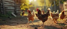 Chickens On Traditional Free Range Poultry Farm. Creative Banner. Copyspace Image