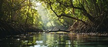 An Impressive Image Of A Mangrove Forest Stretching Towards The Horizon Displaying Its Vital Role In Coastal Protection And Biodiversity Conservation. Creative Banner. Copyspace Image