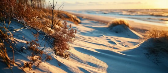 Aufkleber - Coast of the Baltic sea at sunset Golden evening sunlight Sand dunes and plants close up Early spring in Latvia Nature environment ecology. Creative Banner. Copyspace image