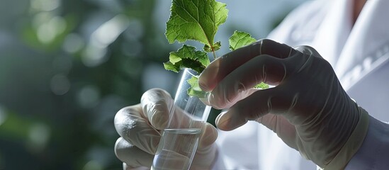 Wall Mural - close up of scientist hand holding tube with leaf. creative banner. copyspace image