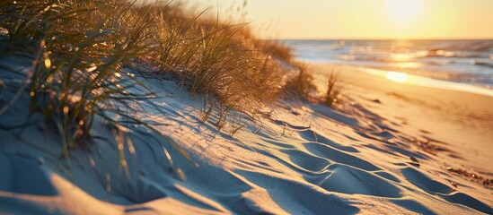 Aufkleber - Coast of the Baltic sea at sunset Golden evening sunlight Sand dunes and plants close up Early spring in Latvia Nature environment ecology. Creative Banner. Copyspace image