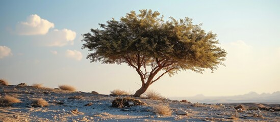 Poster - Drought tolerant evergreen Ghaf tree scientific name Prosopis cineraria thrives in arid desert sand dunes in Ras Al Khaimah emirate United Arab Emirates Ghaf trees fight desertification