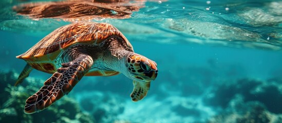 Wall Mural - Green sea turtle in blue sea water tropical tortoise swimming underwater. Creative Banner. Copyspace image