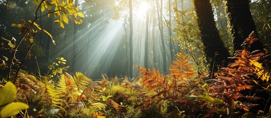 Aufkleber - Beautiful morning in autumn forest sun lights plants and fern branches. Creative Banner. Copyspace image