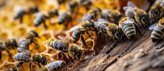 Poster - closeup of bees on honeycomb in apiary selective focus copy space. Creative Banner. Copyspace image