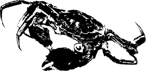 Wall Mural - Vector vintage crab drawing. Hand drawn monochrome seafood illustration. Great for menu, poster or label.