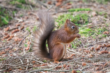 Poster - red squirrel 