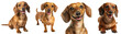 Brown dachshund dog collection (sitting, standing, portrait, lying) isolated on a white background, animal bundle