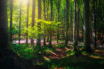  Beautiful light in the beech forest. Foreste Casentinesi national park, Tuscany, Italy.