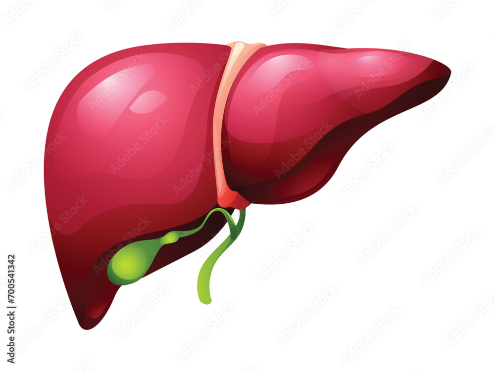 Human liver and gallbladder organ. Anatomy of internal organ. Vector ...