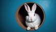  a close up of a rabbit in a hole in a wall with a blue wall and a white rabbit in the middle of the hole, with a red eye and white rabbit in the middle of the middle of the hole.