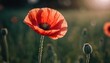  a close up of a poppy flower in a field of grass with the sun shining in the background and a blurry image of the flowers in the foreground.