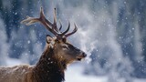 Fototapeta Zwierzęta - Deer, Winter Wildlife An animal native to cold environment