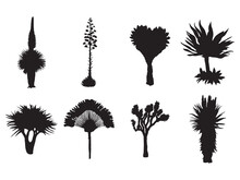 Set Of Exotic Tree Silhouette Collection .aloe And Palm Tree Vector Illustration