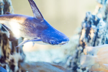 Wall Mural - Pangasius aquarium close-up. Beautiful fish in the water