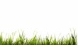 A row of green grass with white background