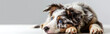 aussie shepherd dog laying on a white background