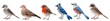 Set of various beautiful birds wagtail, mourning dove, robin, blue jay, sparrow isolated on transparent background. Generative AI