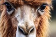 © Obsidian - Close up of the face of a llama (Lama glama)