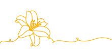 Lily Flower Line Art And Illustration