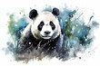 Wild bear panda mammal black animal bamboo fur background cute white wildlife nature