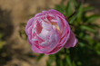 Pfingstrose - Blume - rosa