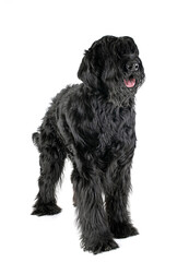 Wall Mural - Giant Schnauzer in studio