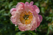 Pfingstrose - Blume - rosa