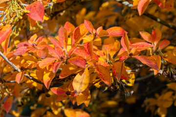 Wall Mural - corylopsis pauciflora a deciduous shrub plant with red leaves colour during the autumn fall, stock p