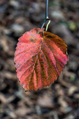 Wall Mural - red leaf background in autumn fall colour during november, macro close-up, stock photo image