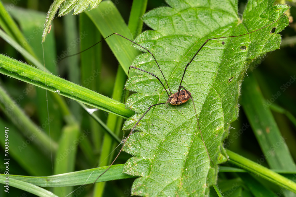 Harvestman spider (Leiobunum rotundum) a common garden and meadow ...
