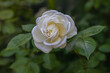 Pfingstrose - Blume - creme - weiß