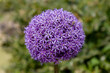  Allium Ambassador - Allium Zierlauch - Blume