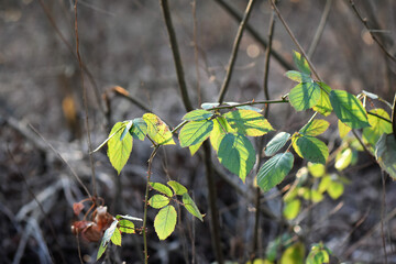 Poster - leaves on the ground