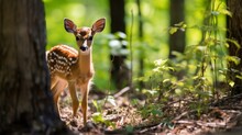 White Tailed Deer Fawn Witj Hind On Natural Trail In North Wisconsin